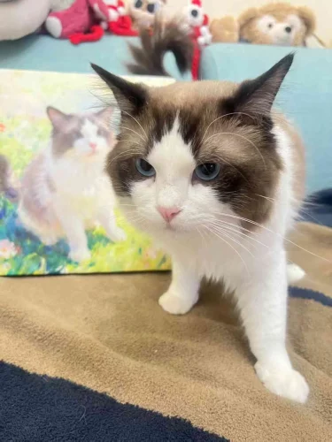 Unframed Pet Portrait Wall Art photo review