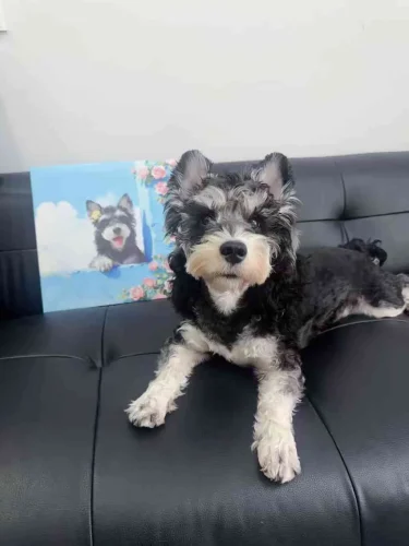 Unframed Pet Portrait Wall Art photo review