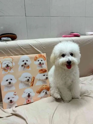 Unframed Pet Portrait Wall Art photo review