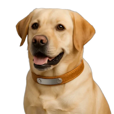 Free Brown ID Collar