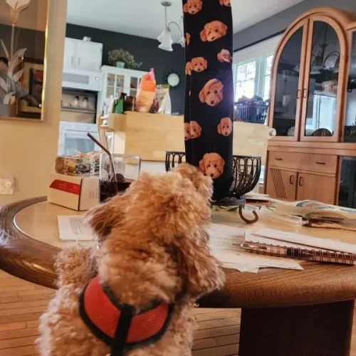 Custom Face Socks for Pet lovers photo review