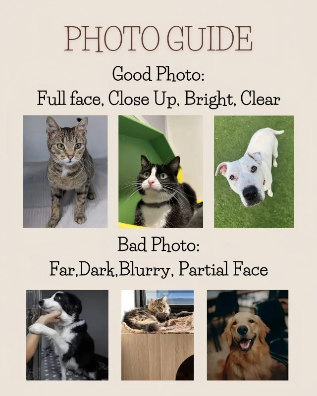 Framed Pet Portrait Wall Art