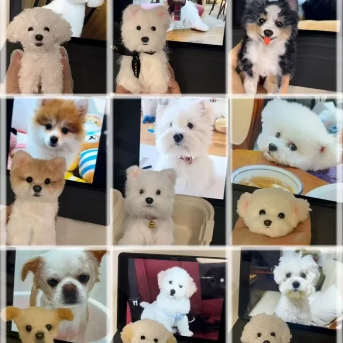 Handmade Furry Pet Statue