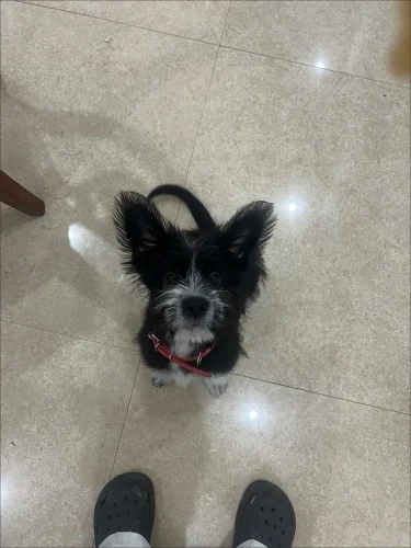 Free Blue ID Collar photo review