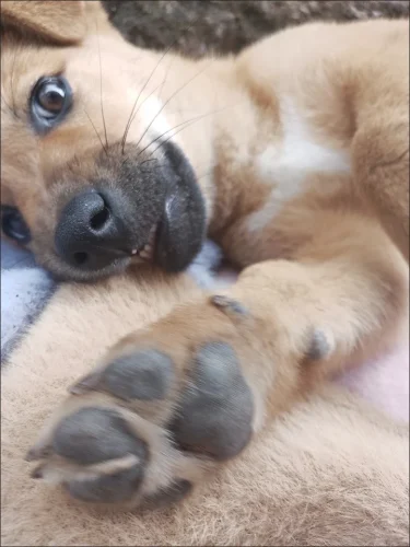 Free Blue ID Collar photo review