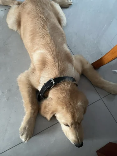 Free Blue ID Collar photo review