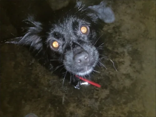 Free Blue ID Collar photo review