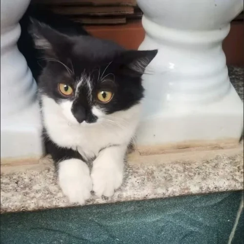 Free Blue ID Collar photo review