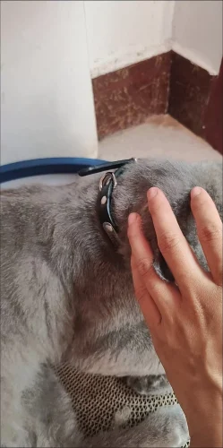 Free Blue ID Collar photo review