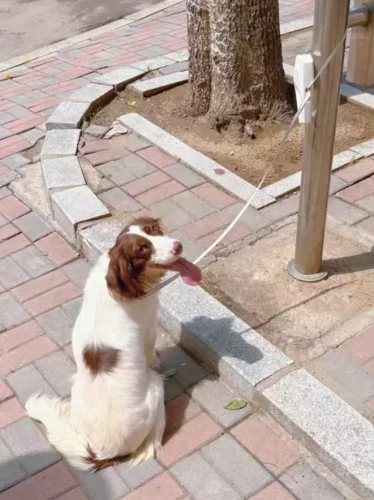 Free Blue ID Collar photo review